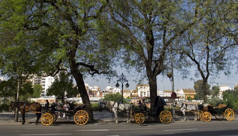 Hestevogne ved Canal de Alfonso XIII venter på kunder
Carriages waiting for customers
