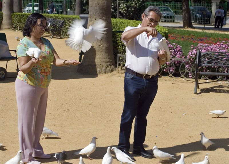 Duerne i Parque de Maria Luisa fodres
Feeding the pigeons in Parque de Maria Luisa
