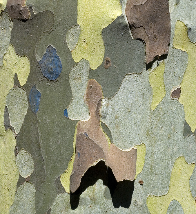 Platantræets bark tæt på
