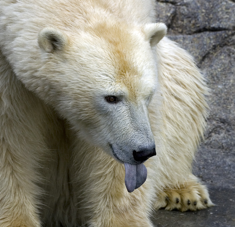 Isbjørnen slikker sig om munden - venter på mad?
Keywords: Aalborg zoo isbjørn tunge slikker