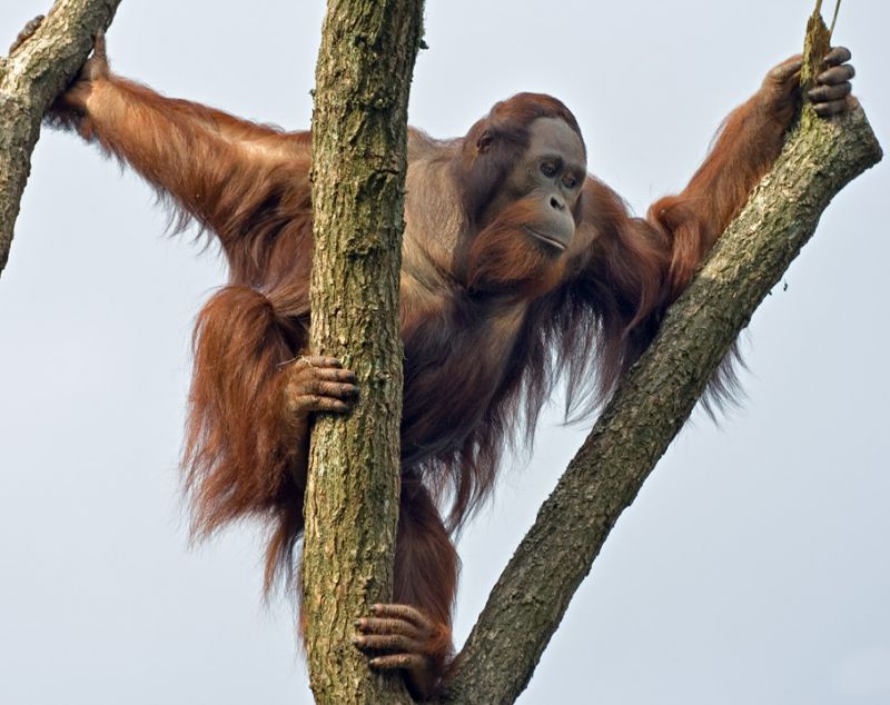 Orangutang klatrer i træ
Orangutang klatrer i træ
Keywords: Aalborg zoo orangutang klatre træ