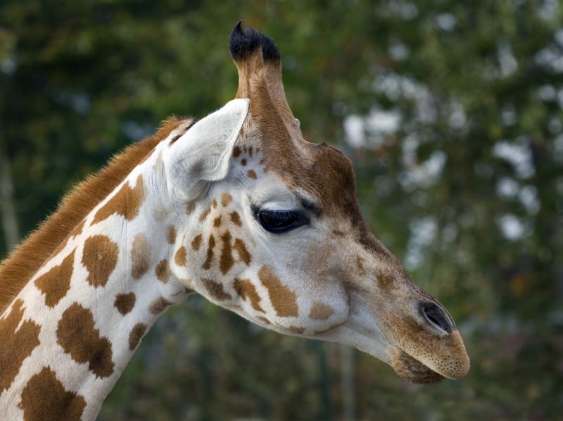 I øjenhøjde med giraffen
Keywords: Aalborg zoo giraf hoved øjenhøjde
