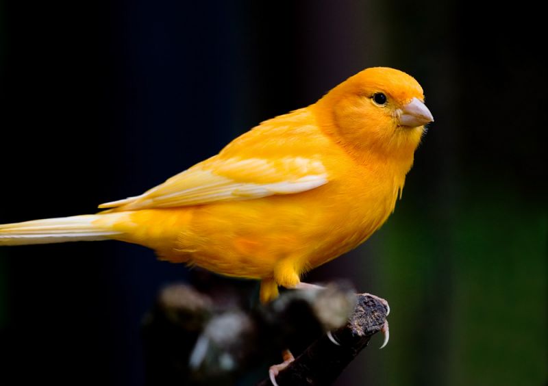 Gul fugl i voliere
En af de flotte fugle i den store voliere
Keywords: Aalborg Zoo gul fugl  voliere