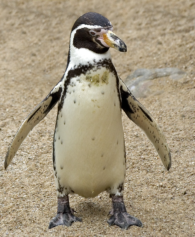 Pingvin (Humboldtpingvin)
Keywords: Humboldtpingvin pingvin
