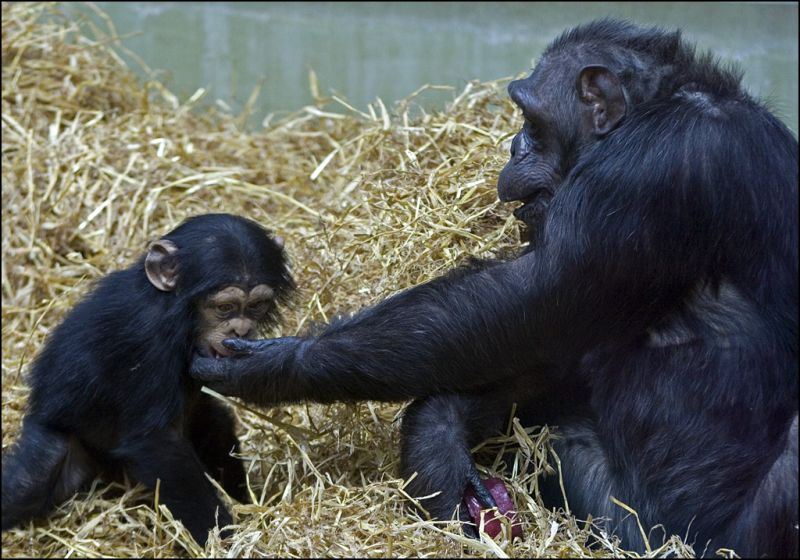 Chimpanse mor giver unge godbid
Keywords: chimpanse unge mor