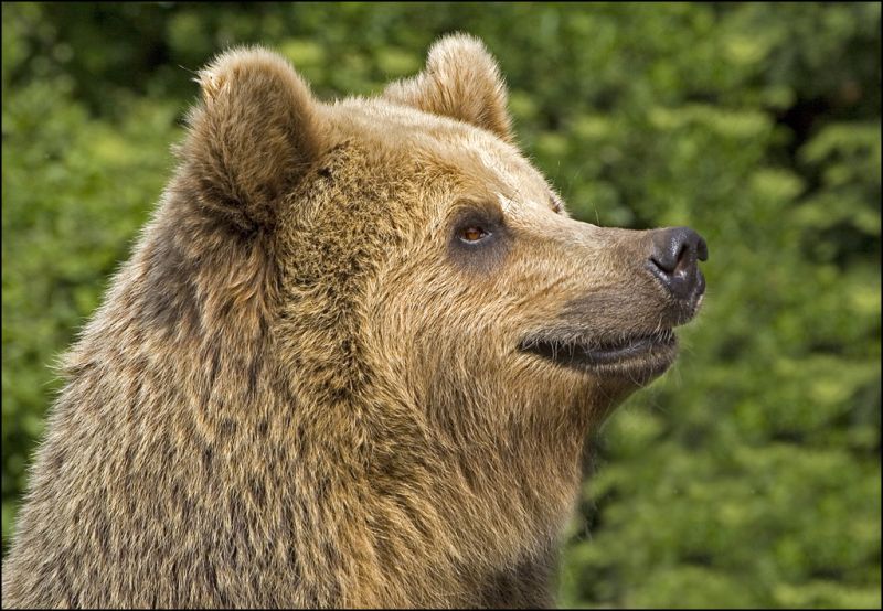 Brun bjørn vejrer en duft
Keywords: brun bjørn lugter
