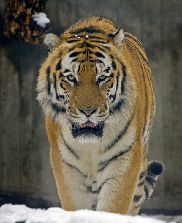 Tiger kigger
Keywords: Tiger
