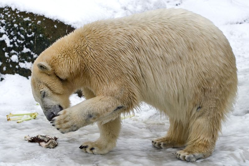 Isbjørnen slikker poten
Keywords: Isbjørnen slikker poten