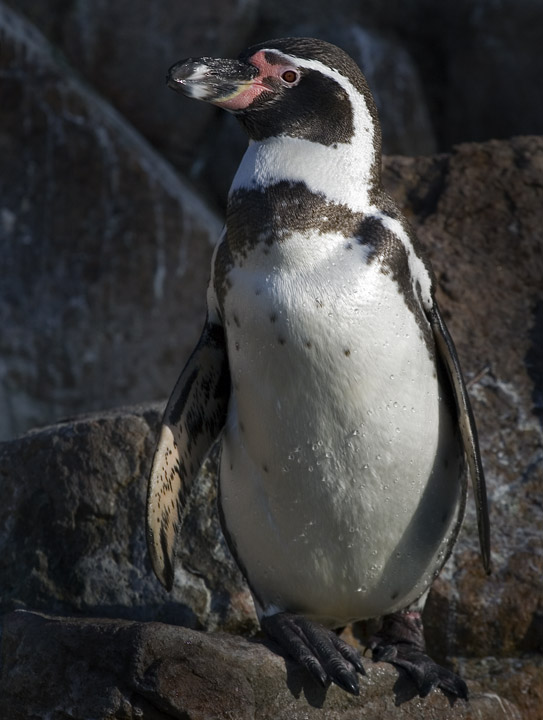Pingvin (Humboldtpingvin)
Keywords: pingvin Humboldtpingvin