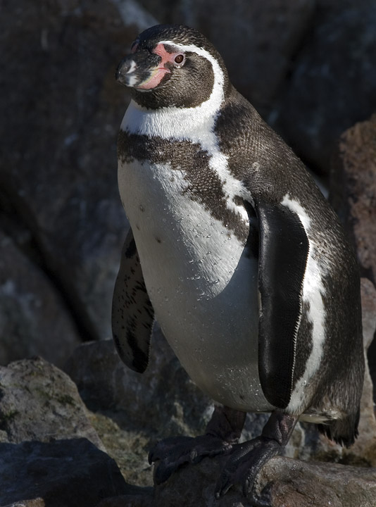 Pingvin
Keywords: Pingvin Humboldtpingvin