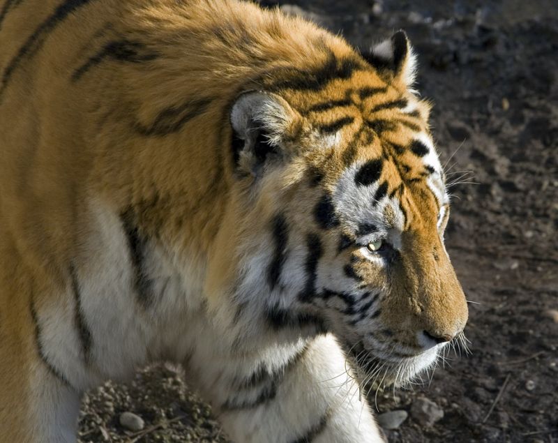 Tiger
Keywords: Tiger