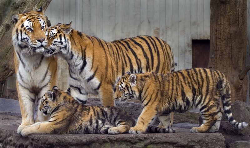Tigerfamilien samlet
Keywords: hantiger tiger tigerunge hilser