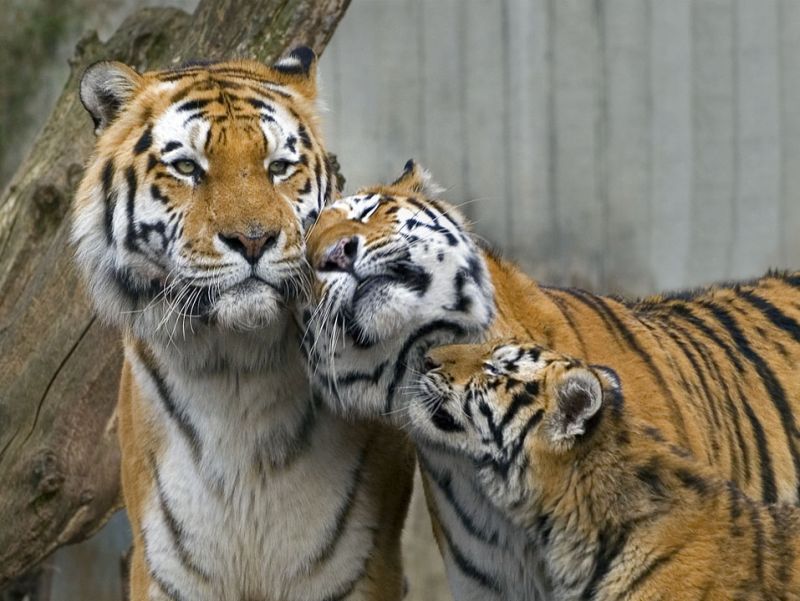 En samlet hilsen!
Keywords: hantiger tiger tigerunge hilser