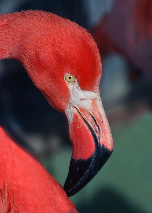Flamingo
Keywords: flamingo