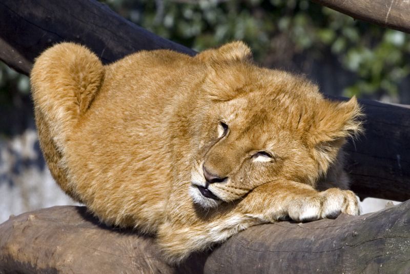 Løveunge hviler på gren
Keywords: Løveunge