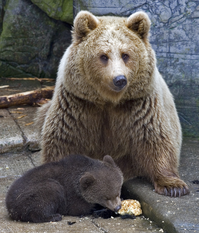 Brun bjørneunge spiser brød
Keywords: Brun bjørn unge bjørneunge brød