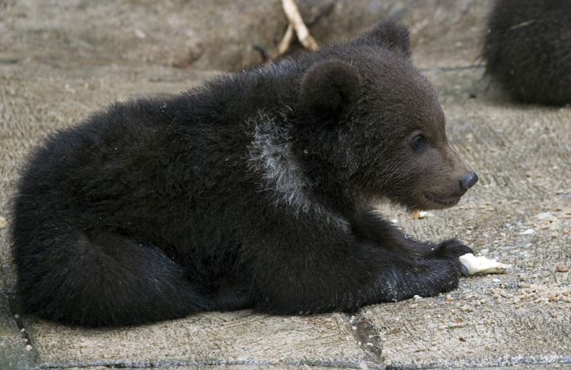 Brun bjørneunge
Keywords: Brun bjørn unge bjørneunge