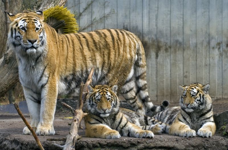 Tiger med unger
Keywords: Tiger tigerunger unger