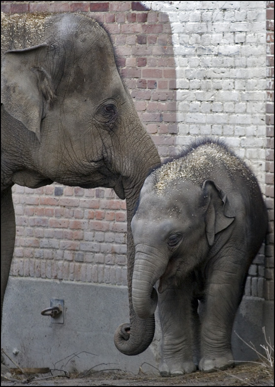 Elefantungen gandhi og hunelefant
Keywords: elefantunge gandhi