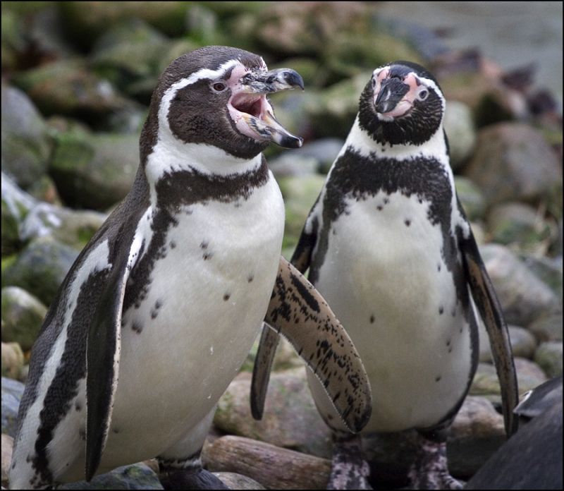 Pingvin ude på ballade
Keywords: pingviner