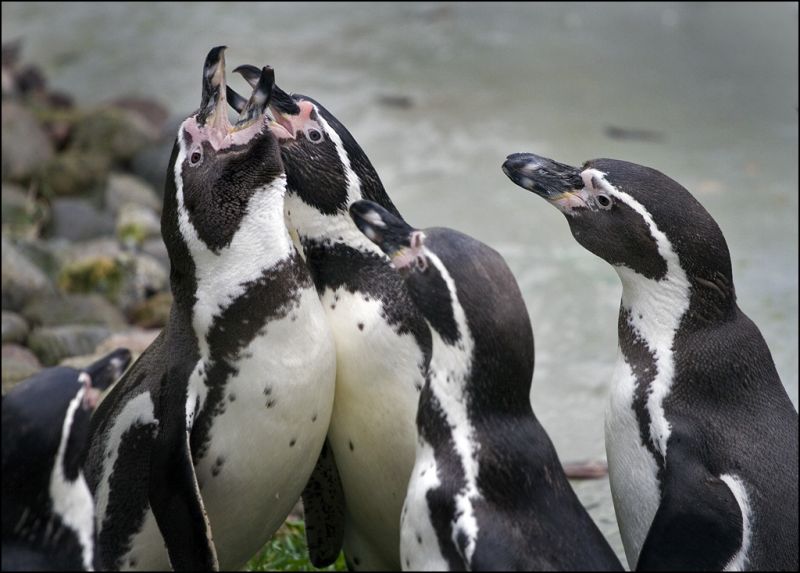 Pingvinerne er oppe og toppes
Keywords: pingviner