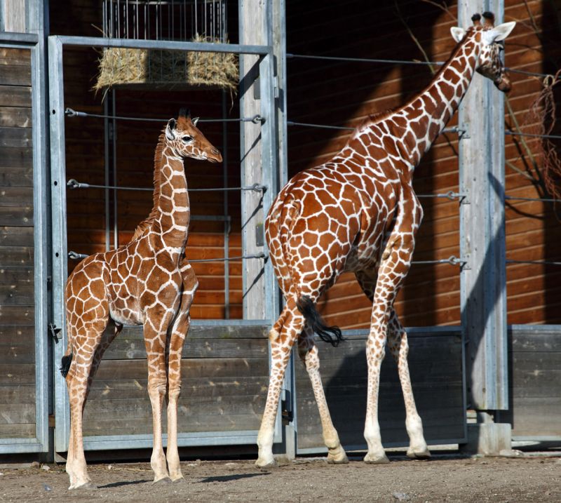 Giraf med unge
Keywords: Giraf Girafunge