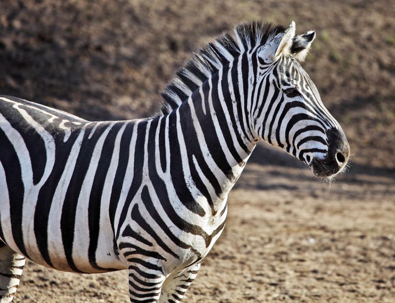Zebra
Keywords: Zebra