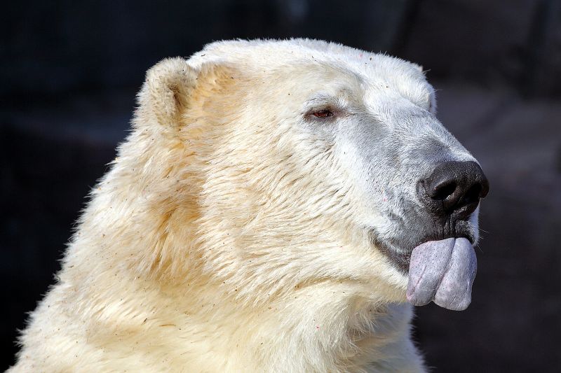 Isbjørn slikker sig om munden
Keywords: isbjørn