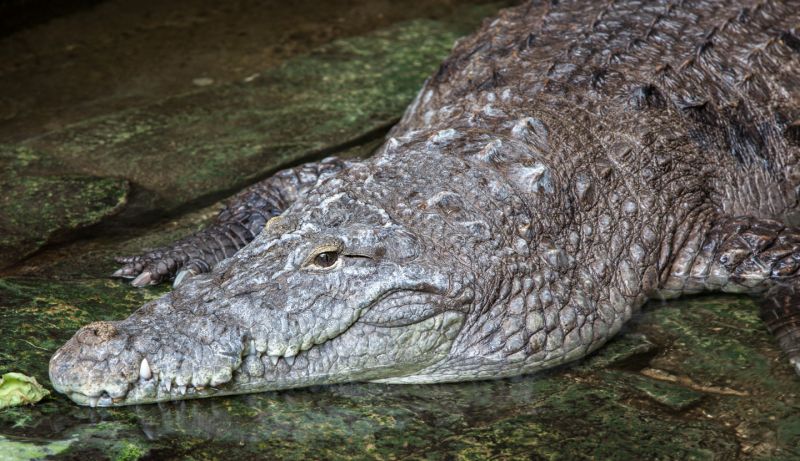 Krokodille
Keywords: Krokodille