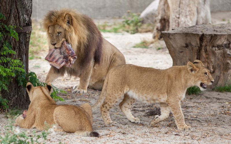 Løverne fodres
Keywords: Hanløve løveunger