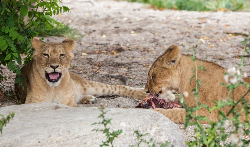 Løveunger spiser
Keywords: Løveunge