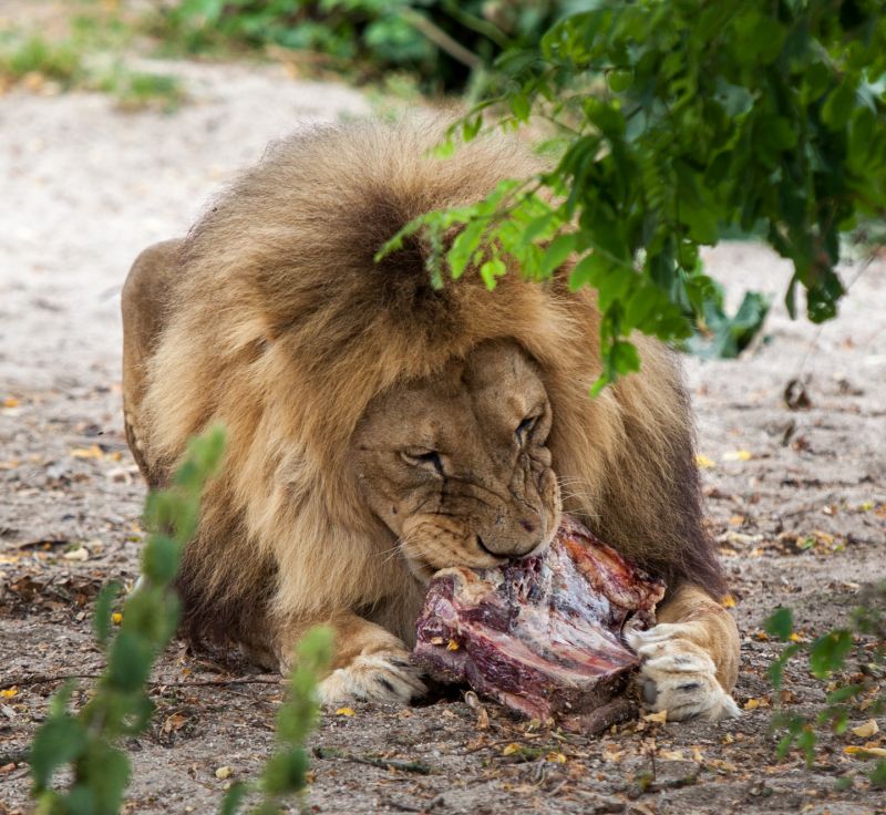 Hanløve spiser
Keywords: Hanløve løve