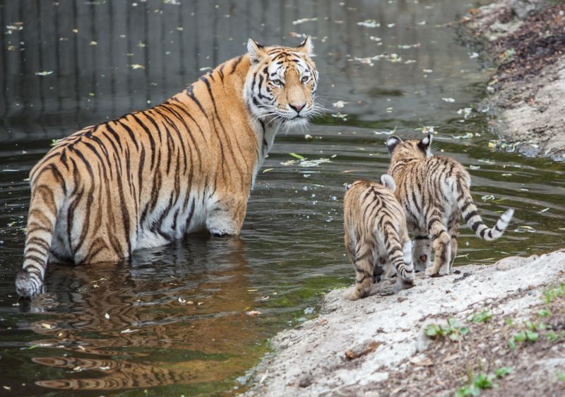 Tiger med tigerunger i vandet
Keywords: Tiger Tigerunger