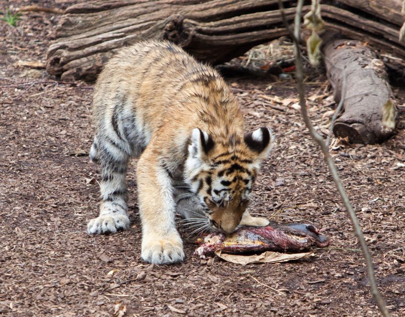 Tigerunge med kød
Keywords: Tiger Tigerunger