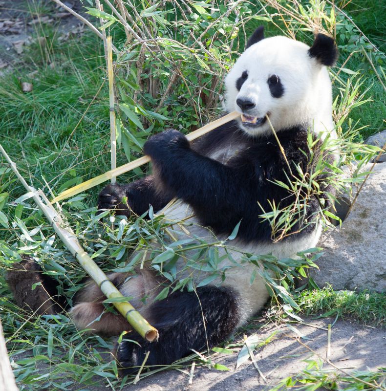 Panda spiser
Keywords: Panda