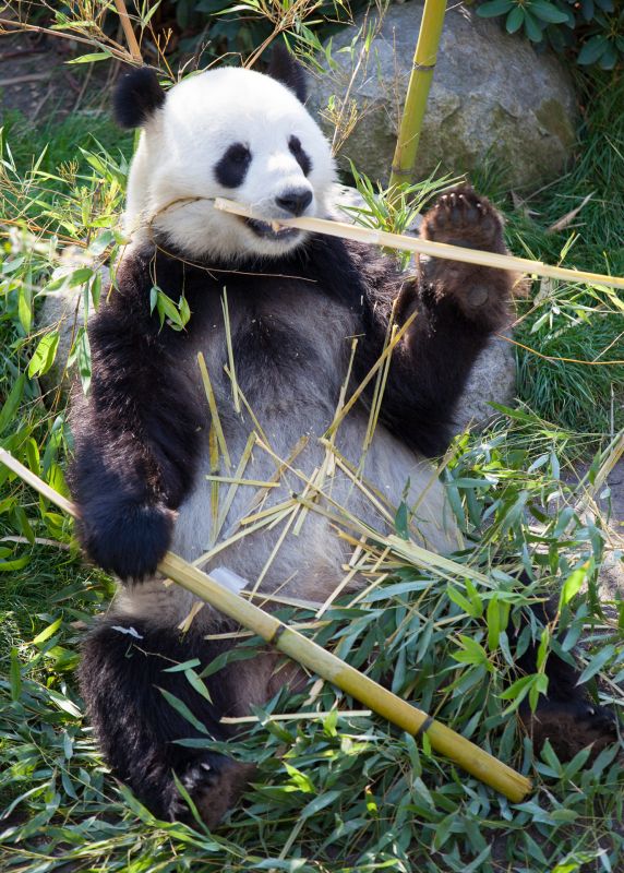 Panda spiser
Keywords: Panda