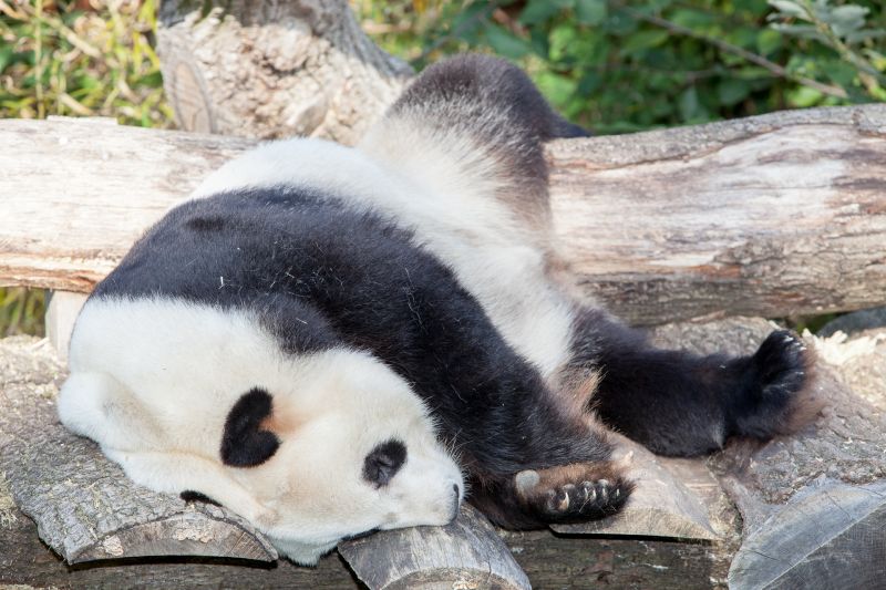 Panda slapper af
Keywords: Panda