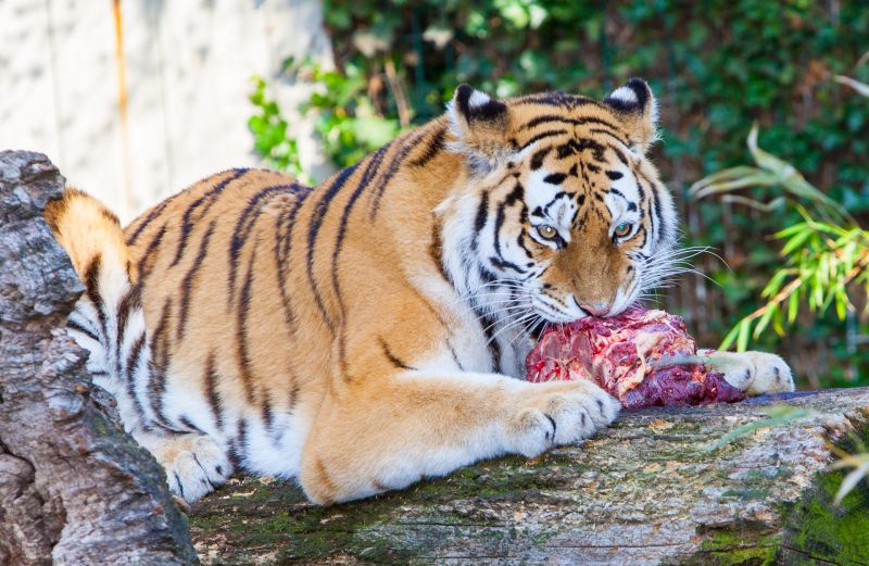 Tiger spiser
Keywords: Tiger spiser