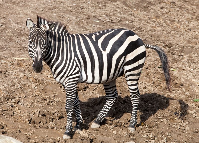 Zebra
Keywords: Zebra