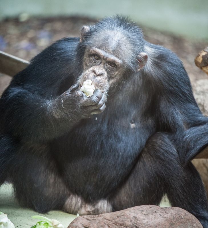 Chimpanse
Keywords: Chimpanse