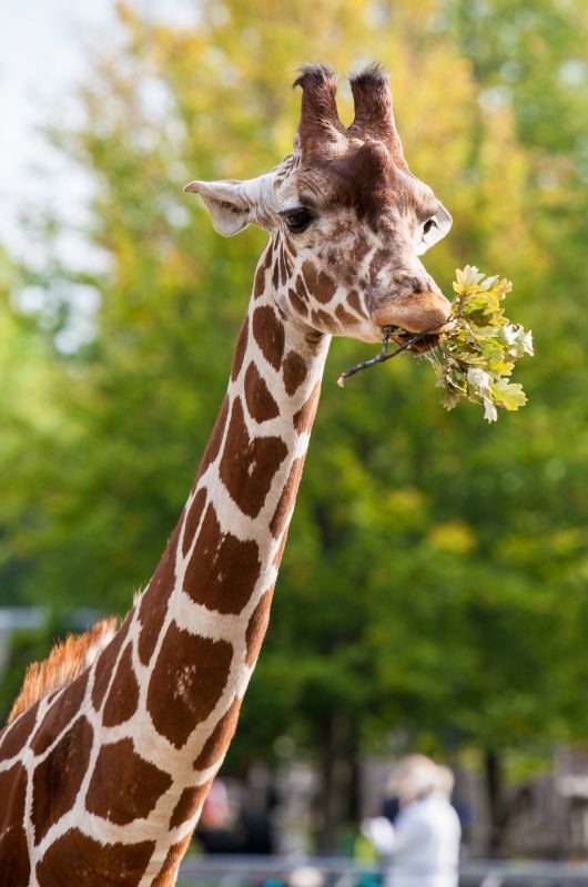 Giraf
Keywords: Giraf