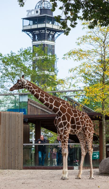 Giraf og Zoo Tårn
Keywords: Giraf