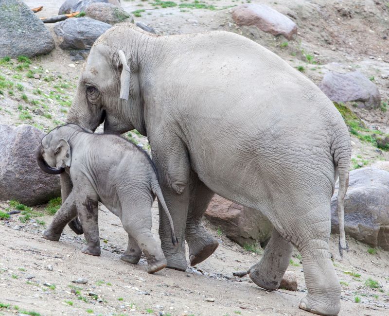 Elefant med unge
Keywords: elefant