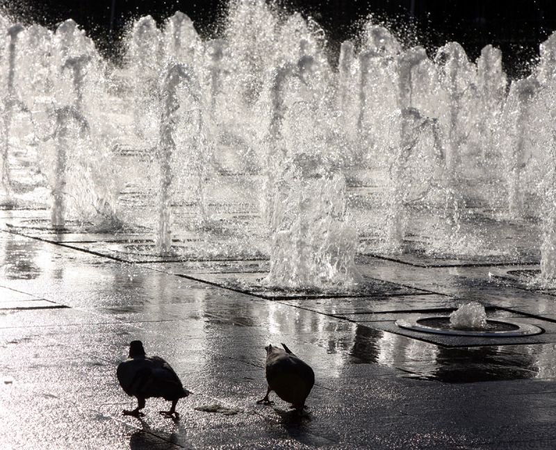 Duer i springvandet på Picadilly Gardens
