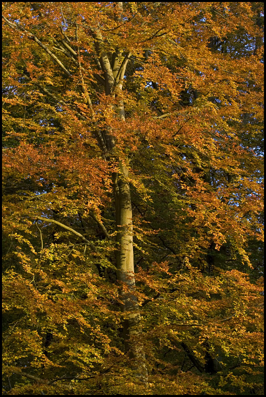 Træ med efterårsblade i Dyrehaven
