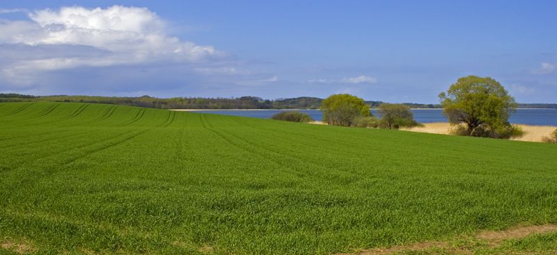 Græsmark ved Arresø
Keywords: græsmark landskab