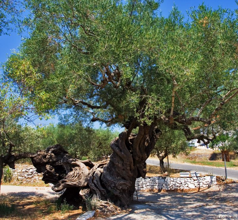 Ã†ldste oliventræ på Zakynthos. Over 2000 år gammelt!
Hvis man skÃ¦rer i trÃ¦et eller lign. vil man blive ramt af en frygtelig ulykke!
