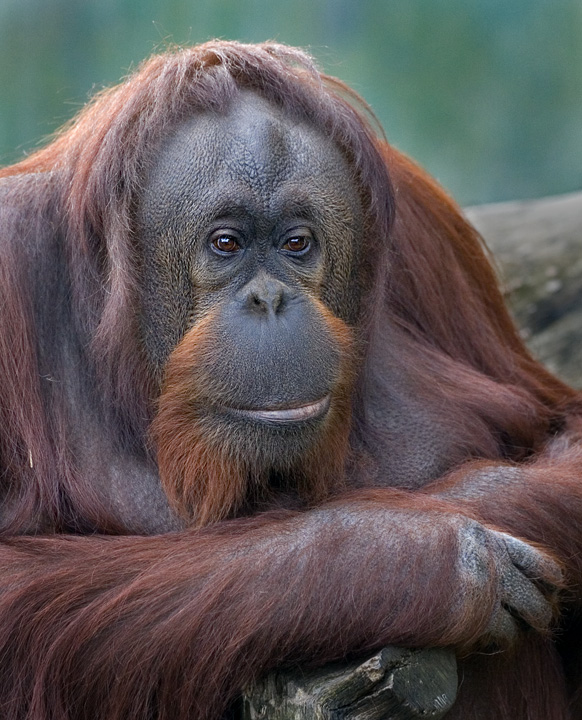 Orangutang
Eftertænksom orangugang
Keywords: Aalborg zoo orangutang portræt