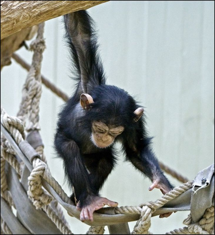 Chimpanseunge leger
Keywords: chimpanse chimpanseunge balancere leger