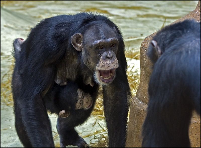 Chimpanse beskytter sin unge
Der havde lige været en episode, hvor den anden chimpanse var lidt ude efter ungen.
Keywords: chimpanse unge mor beskytte